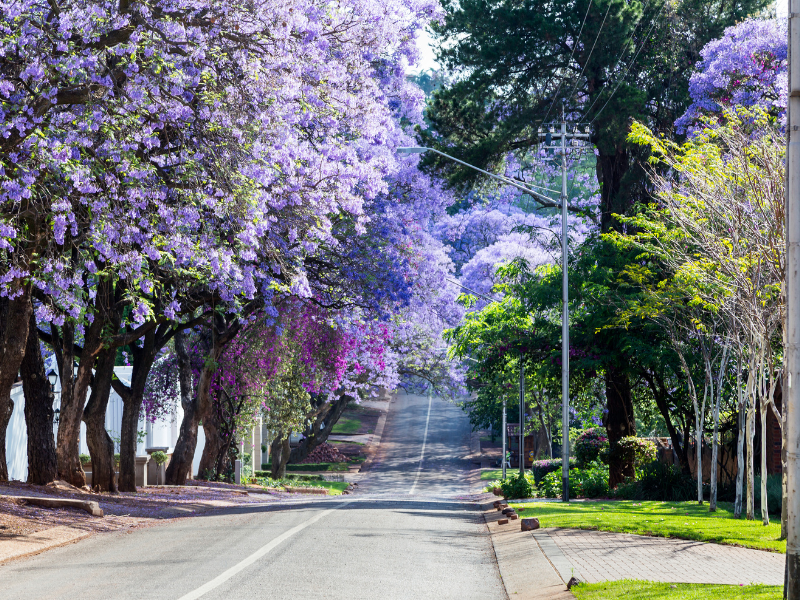 Kruger and Panorama Route (through Dullstroom and Pretoria) — 12